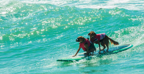 Dog Friendly Beaches in San Diego