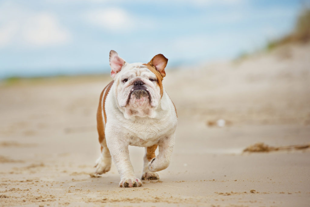 Dog-friendly beaches in San Diego