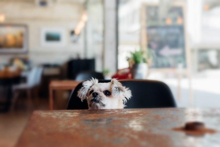Dog Friendly Restaurants In San Diego Rental Living