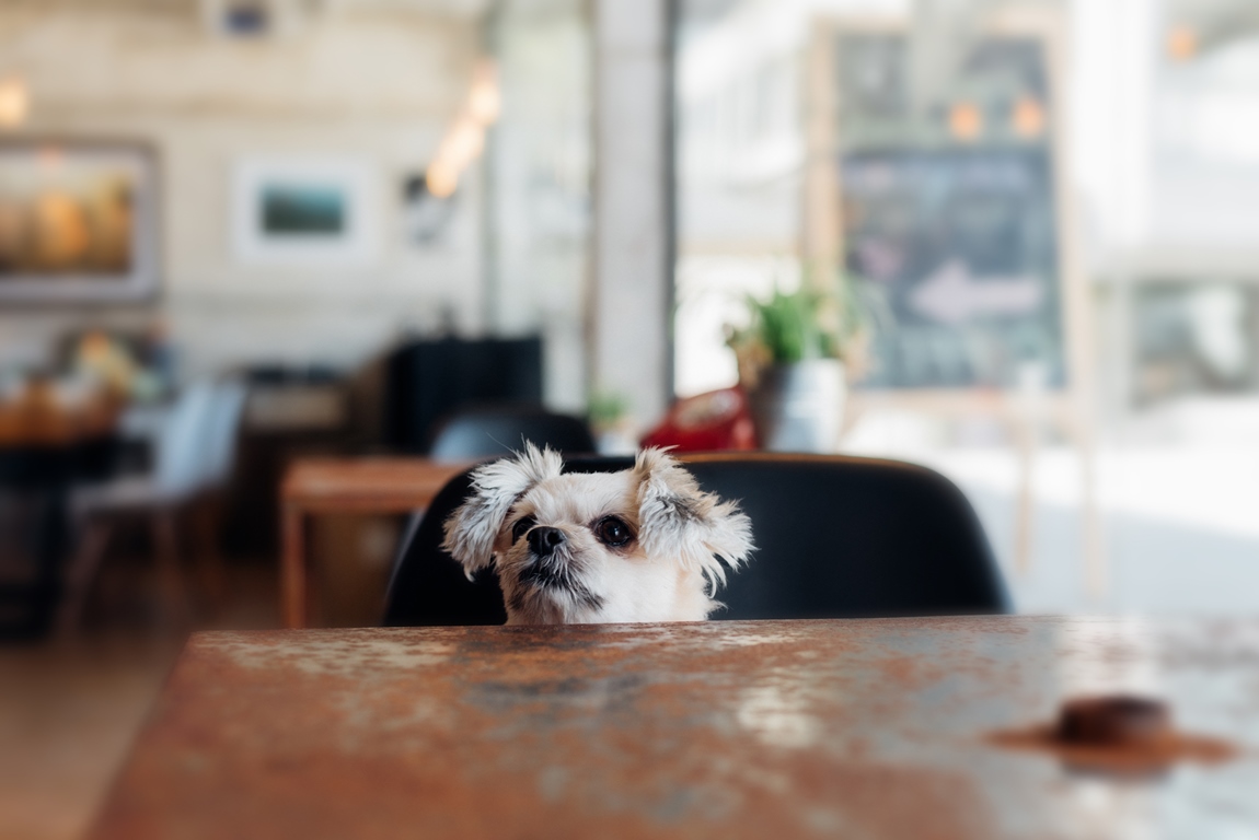 Dog Friendly Restaurants in San Diego