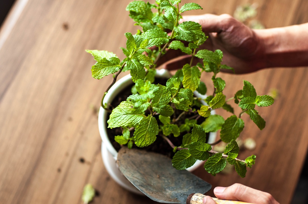 Apartment Herb Garden