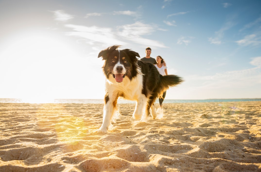 Collie at the Beach