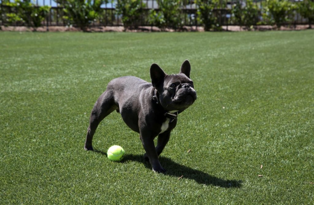 French Bulldog