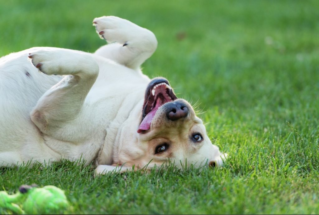 Dog Adoption Orange County