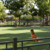 Dog Park at The Park at Irvine Spectrum