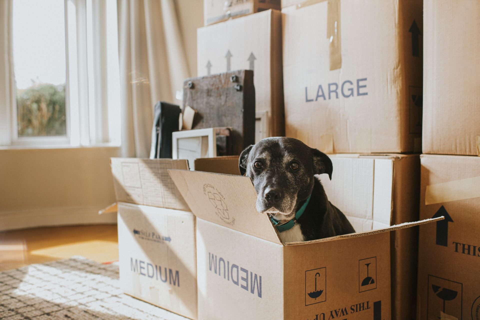 Dog in Moving Box